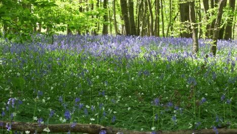 rack focus on a massive field of bluebells quaking in a spring breeze, cornwall, england, uk