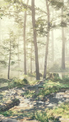 a tranquil forest path
