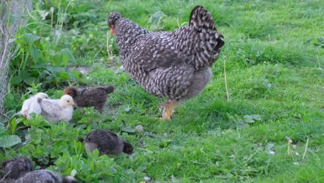 little chicks with bright plumage and a mother hen are walking around the farm little chicks with bright plumage and a mother hen are walking around the farm a gray hen with small chicks is grazing
