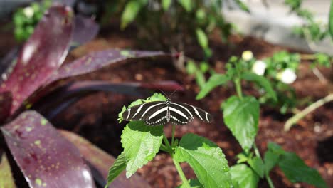 Black-butterfly-with-white-stripes-on-shiny-green-leaf-in-sun