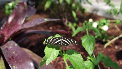 black butterfly with white stripes on shiny green leaf in sun