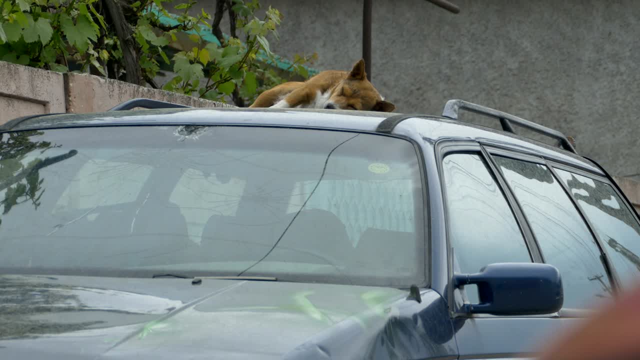 개가 차 위에서 잠을 자고 있다