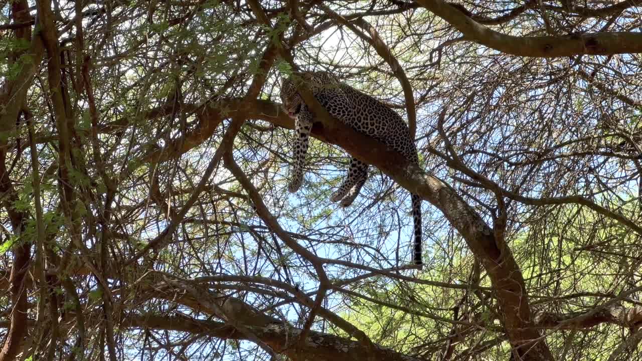 Günün ortasında bir ağacın tepesinde uyuyan leopar (Panthera pardus). Tarangire Ulusal Parkı, Tanzanya