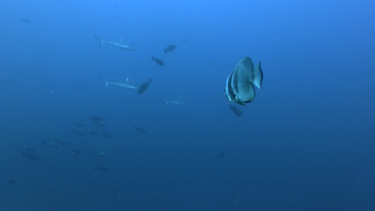 오르비쿨러 배트피쉬 - 플라타크스 오르비클러리스와 그레이 리프 상어 나무 - 카르카리누스 블리린코스 파란 바다, 인도양, 몰디브, 아시아에서 수영합니다.