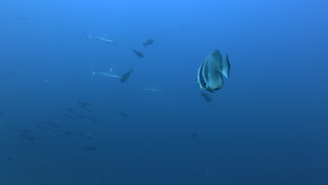 orbicular batfish - platax orbicularis and tree of grey reef sharks - carcharhinus amblyrhynchos swims in the blue ocean, indian ocean, maldives, asia