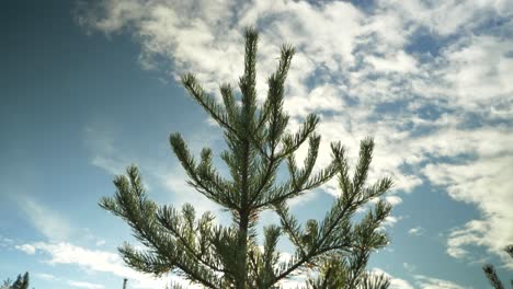 pan down shot of beautiful pine tree, from canopy to base, in the middle of coniferous nordic forest