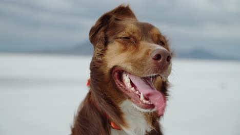 closeup of beautiful brown and white dog with tongue out flapping in wind