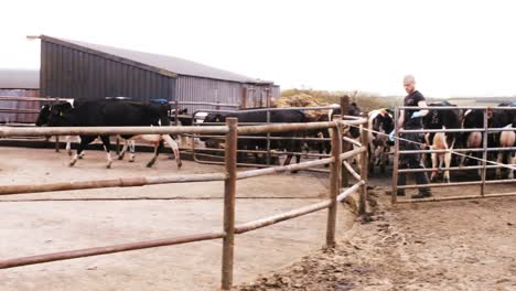 rebaño de ganado caminando