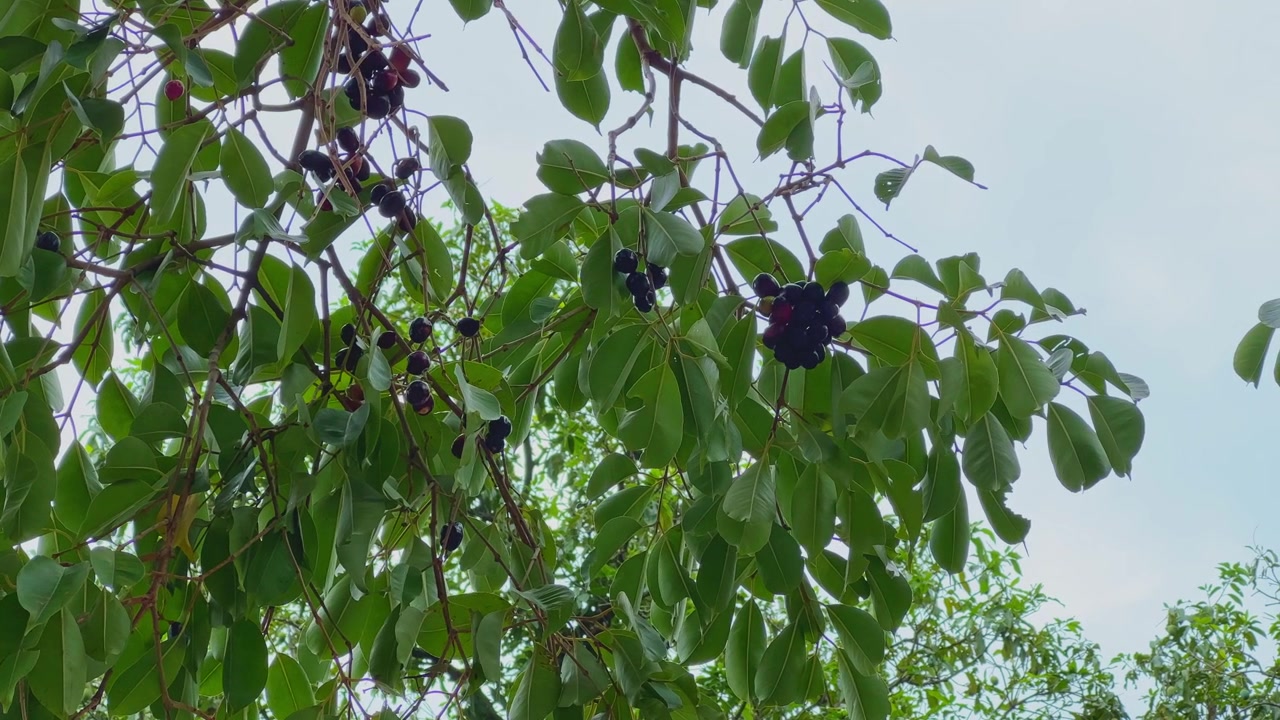 Vista ravvicinata di frutti di jamun maturi che pendono da rami frondosi, ondeggiando dolcemente alla luce naturale del giorno durante la stagione di fruttificazione tropicale