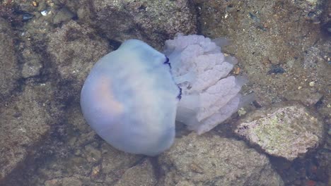 cerca de una medusa rhizostoma moviéndose bajo el agua sobre un suelo rocoso