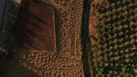 Top-Luftdrohnenansicht-Des-Trockenen-Weizenfeldes-Bei-Sonnenuntergang-Im-Norden-Des-Libanon