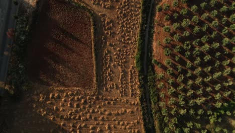 vue aérienne par drone du champ de blé sec au coucher du soleil dans le nord du liban