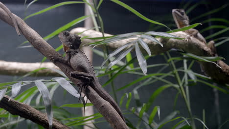 lagarto sentado en un árbol. vida silvestre australiana en cautiverio