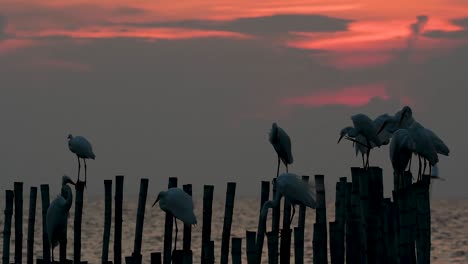 The-Great-Egret,-also-known-as-the-Common-Egret-or-the-Large-Egret