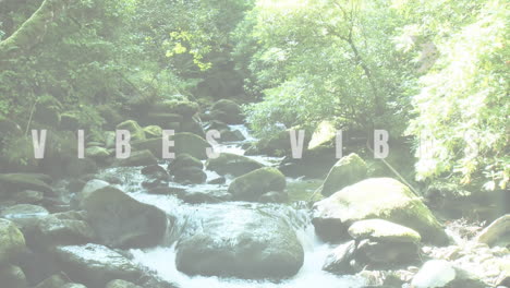 animation of the word vibes in black and white over sunlit forest stream