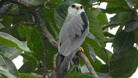 black-winged kite eyes uhd mp4 4k