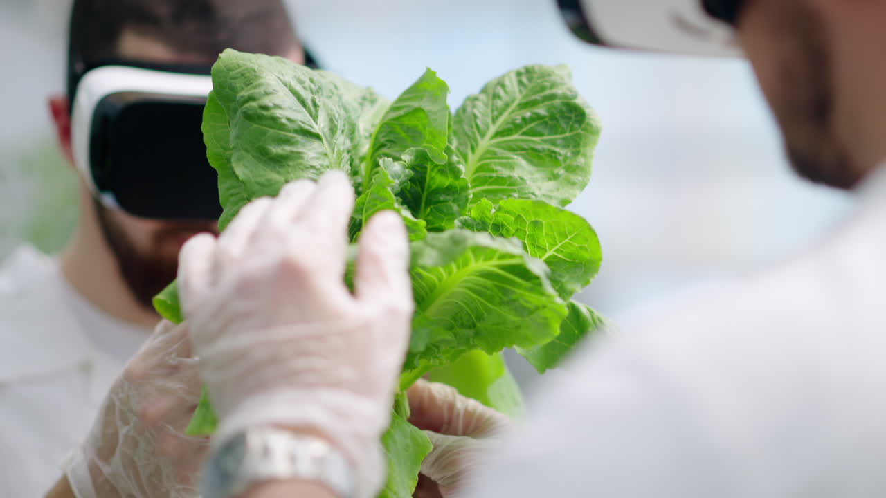 Two laboratory technicians in white coats wearing Virtual Reality headsets, analysing lettuce grown with the Hydroponic method in a greenhouse