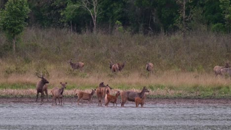 a herd in the water and on the grass, all turned together to the right, raising their heads up in unison, a predator coming; sambar deer, rusa unicolor, phu khiao wildlife sanctuary, thailand.