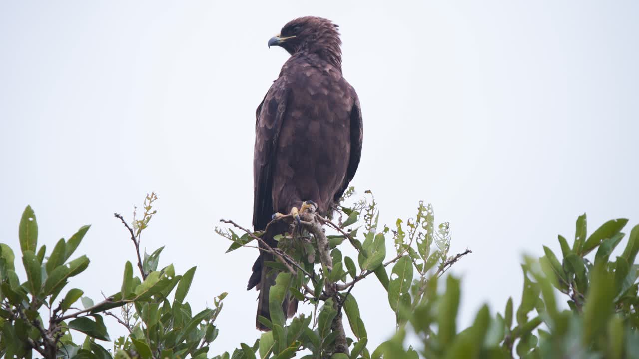 con orgullo buscando águila de la estepa pájaro de rapiña encaramado en lo alto de un árbol en el mirador