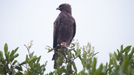 proudly looking steppe eagle bird of prey perched atop tree at lookout