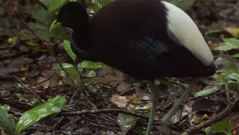 A-ground-dwelling-Trumpeter-bird-pecks-the-ground-and-eats-a-berry-while-walking,-close-up-follow-shot