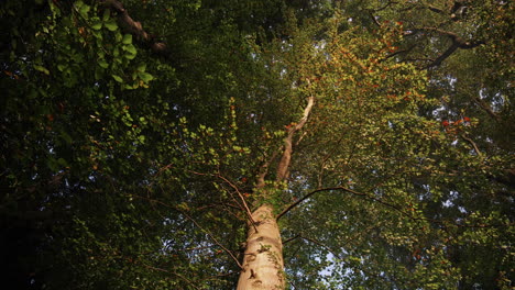 Blick-Vom-Boden-Der-Hohen-Bäume-Im-Laubwald-Im-Herbst