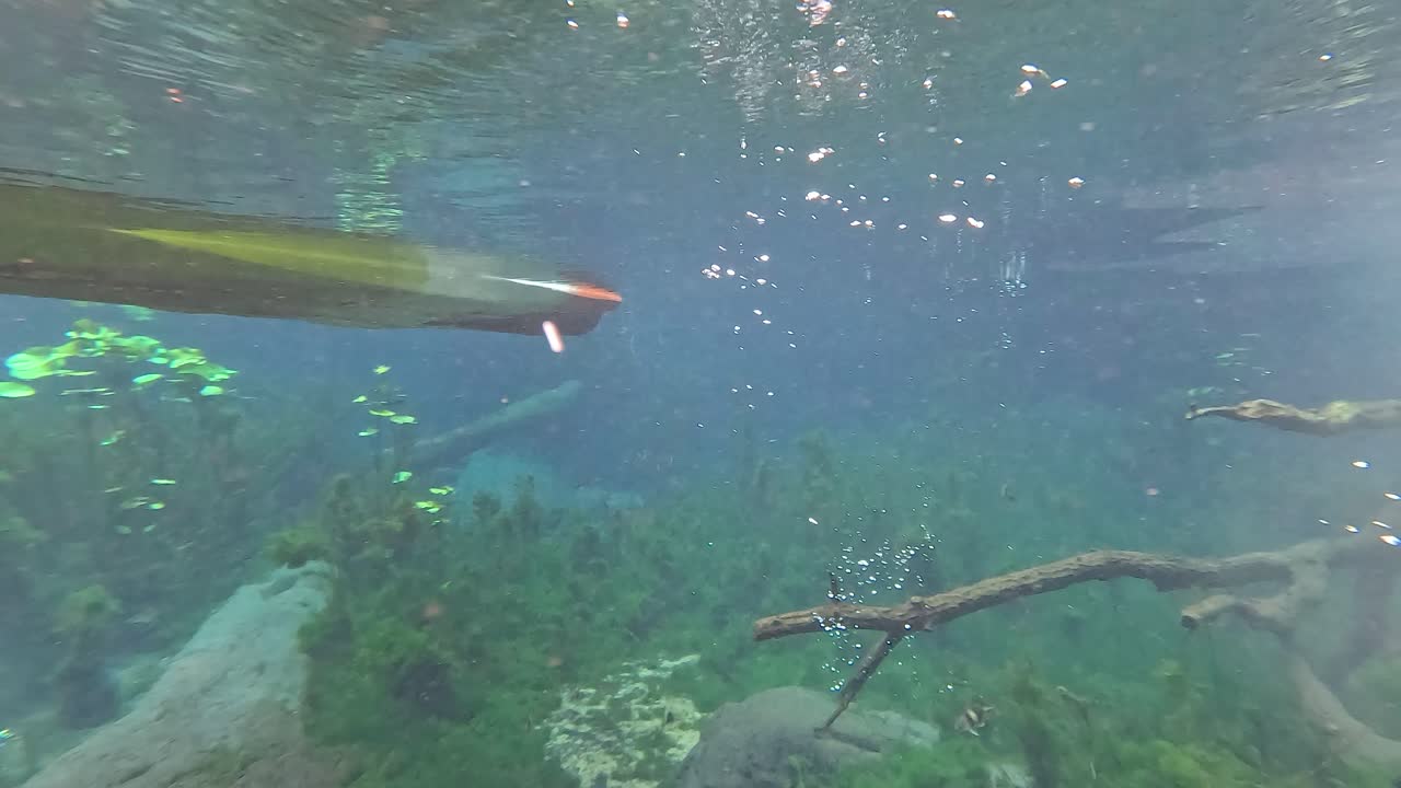 Canoe gliding through clear, seaweed-filled water