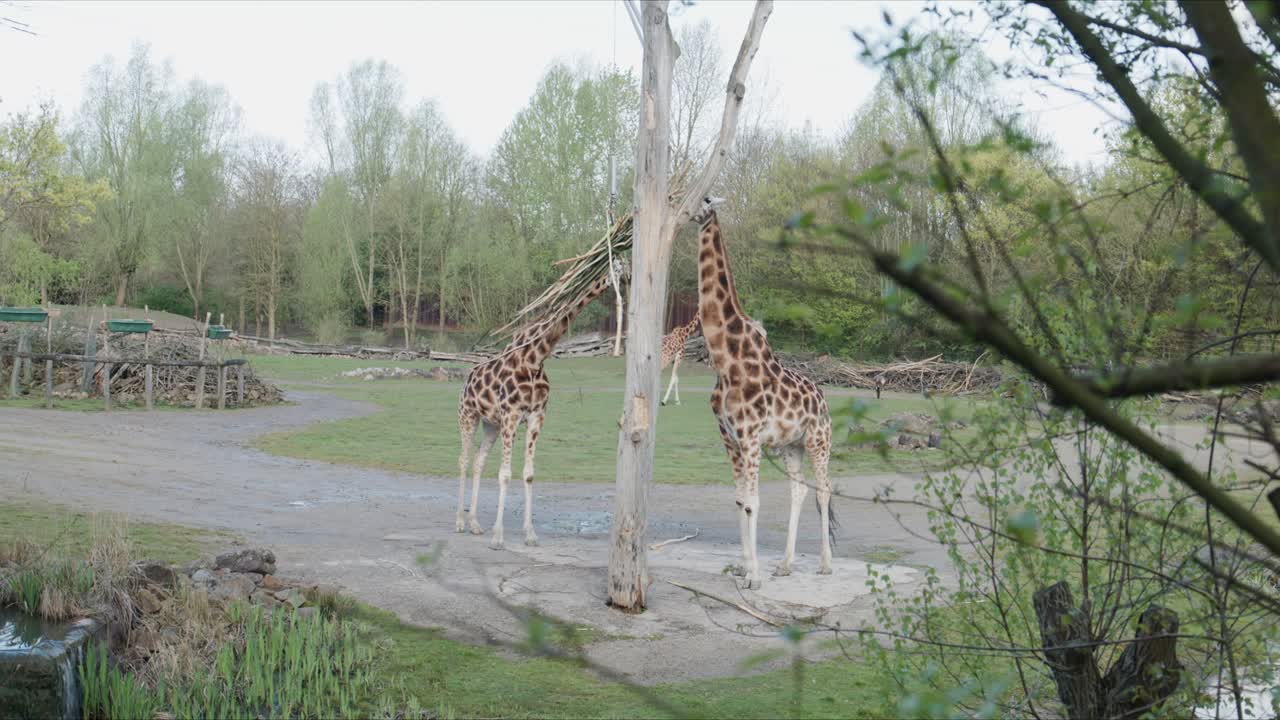 Zwei Giraffen fressen Äste von einer Futterstation in einem Zoogehege mit natürlicher Umgebung und Tageslicht.