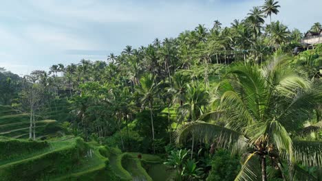 palm trees and rice fields - tegallalang rice terrace