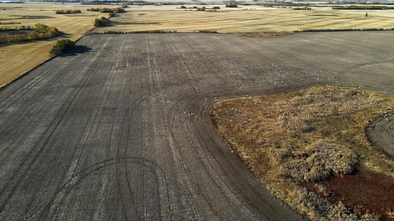 수천 마리의 새가 건조한 사막 지형을 일제히 날아가는 공중 드론 4k 영상