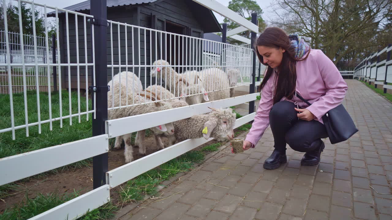 사랑스러운 양들: 돌보는 소녀와 함께 손으로 먹이를 주는 순간