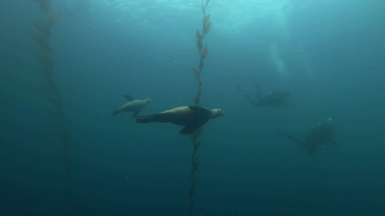 Sea lions greeting divers and playing with air bubbles in the Gulf of California, USA, Zalophus Californianus