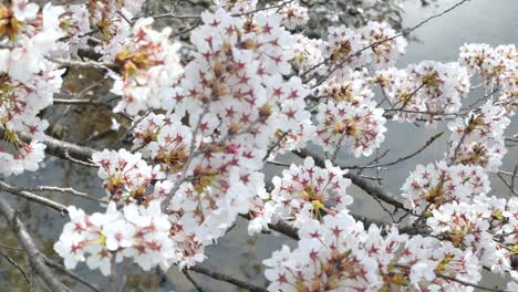 landscape view of the beautiful natural sakura flower in full-bloom with background of flowing water in small canal in spring sunshine day time in kikuta,fukushima,japan