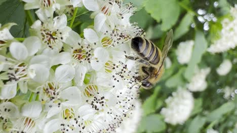 a bee crawls on the spring white flowers of an elderberry and then flies away a bee crawls on the spring white flowers of an elderberry and then flies away a branch sways in the wind insect concept