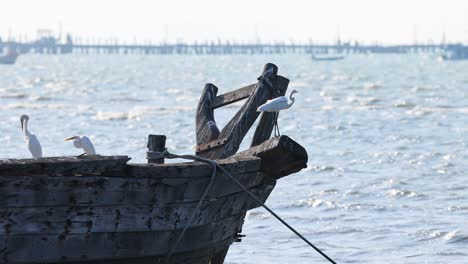 ibis encaramado en un barco de pesca desgastado