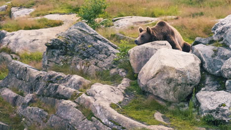 Ein-Braunbär,-Der-Auf-Den-Felsen-Im-Feld-Ruht---Totale