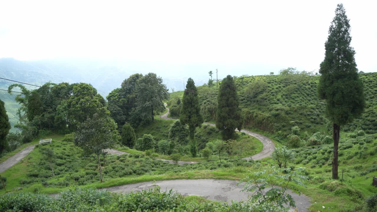 Beautiful landscape view of Darjeeling tea garden. The tea tree base prevents water from accumulating in the hilly areas of Darjeeling. This Darjeeling tea is world famous