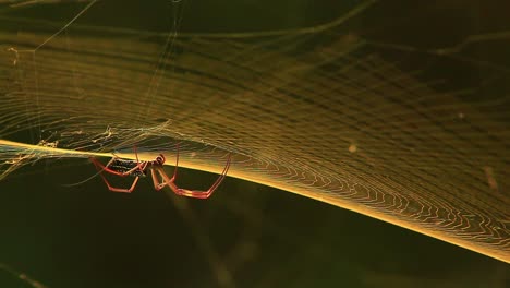 this footage captures the intricate and delicate process of a golden silk orb-weaver spider spinning its web