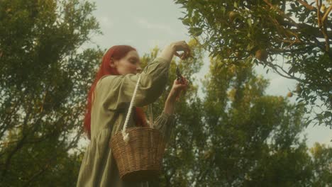 woman picking oranges from a tree