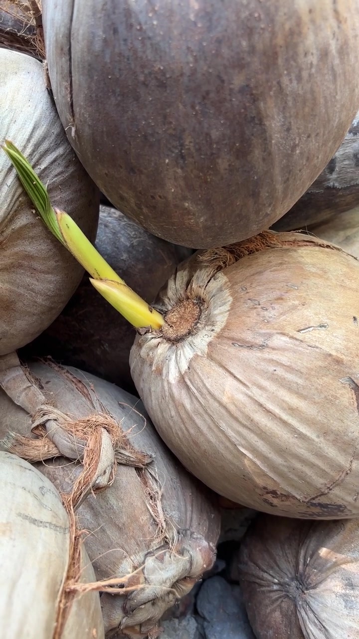 Primo piano di un cocco germogliante in una pila di noci di cocco
