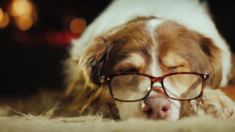 the dog lies on the mat in the living room behind the fire burns in the fireplace