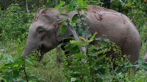 los elefantes asiáticos son especies en peligro de extinción y también son residentes de tailandia