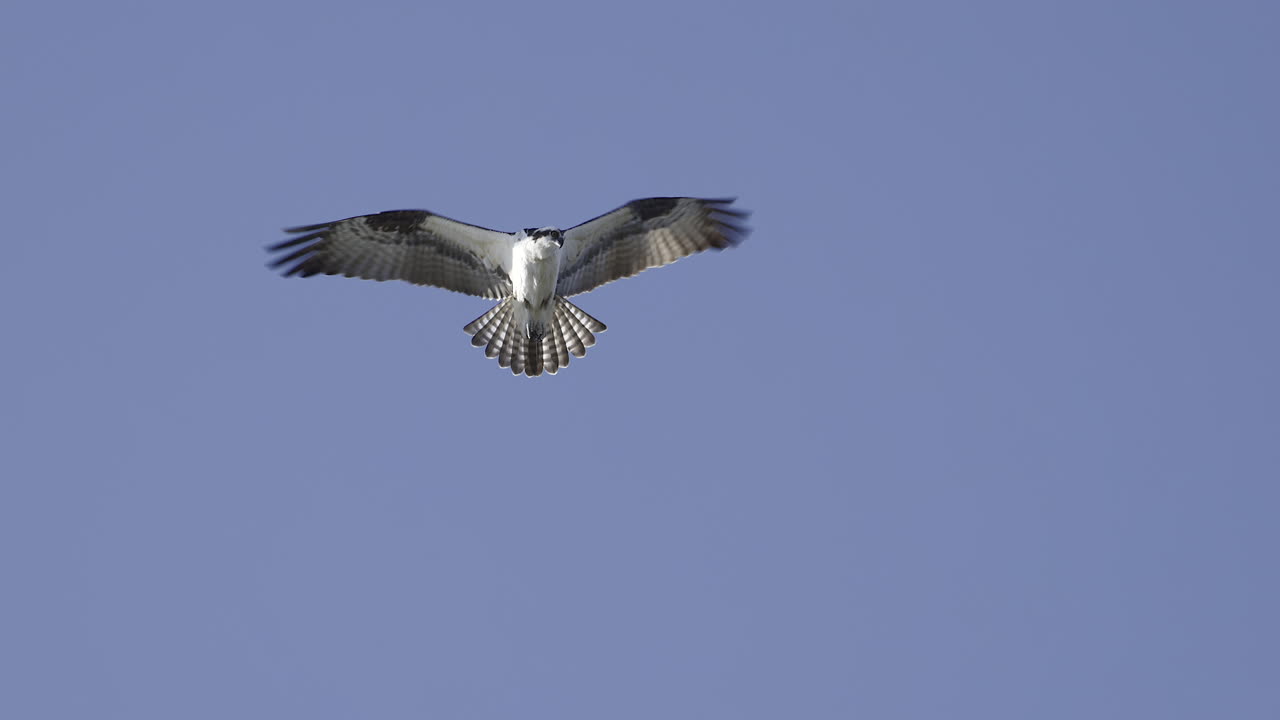 águila mariposa flotando contra el cielo azul, buscando presa abajo en el agua