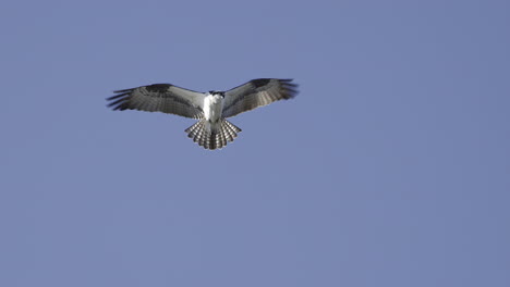 osprey hovering against blue sky, looking for prey down in water