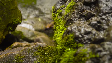 daytime on wet rock surfaces where grass has sprouted