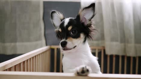 Two-small-dogs-are-playing-teasing-in-the-house