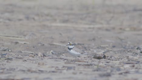 Little-ringed-plover-wader-bird-at-sea-shore-looking-for-food,-eating,-running