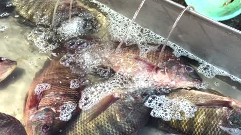 fresh fish displayed in a bustling market