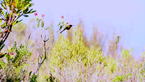 el pájaro sol de pecho naranja obtiene néctar de la flor en la vegetación del fynbos