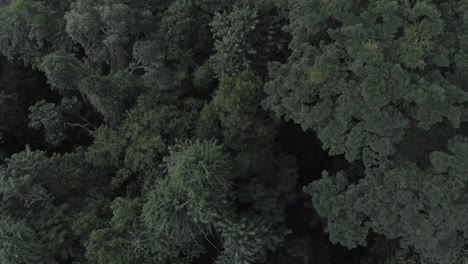 treetop aerial view of dense rainforest